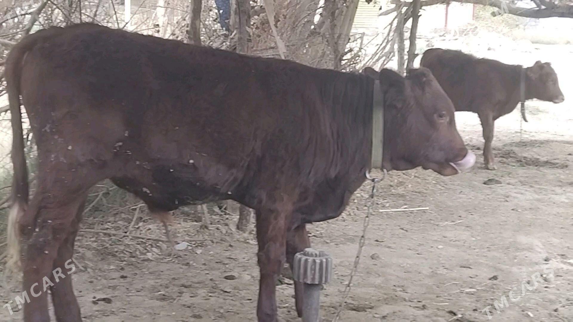 ókiz 1 ýaśap gelýàn - Mary - img 2