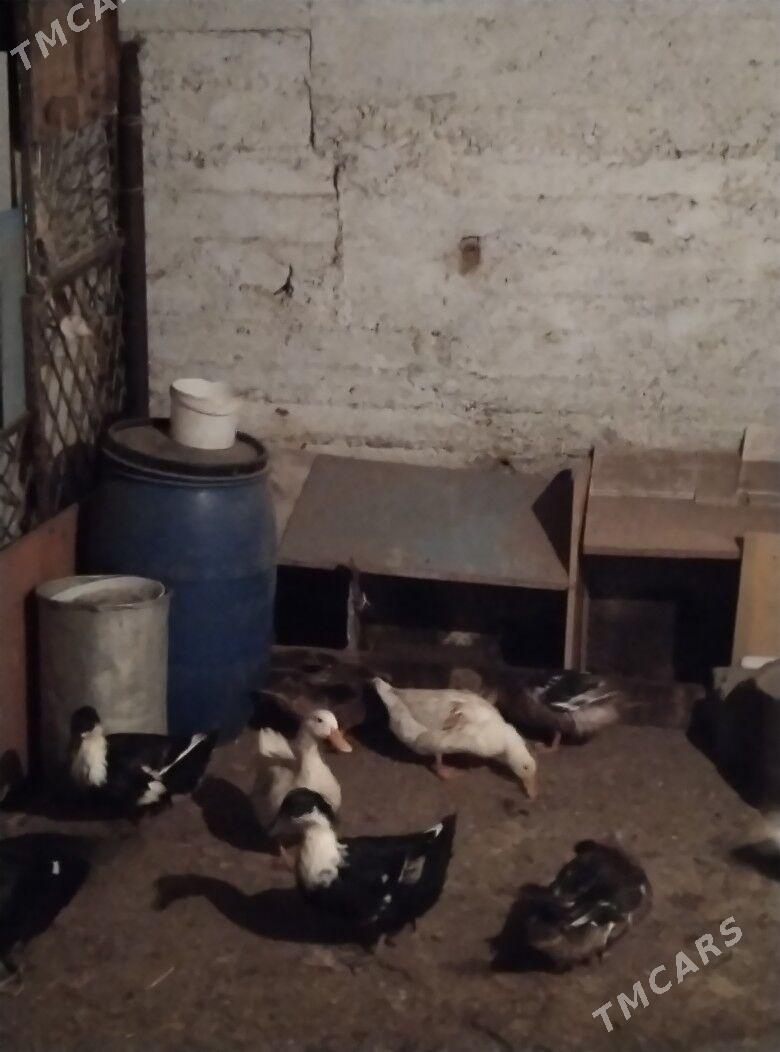 ordek - Балканабат - img 2