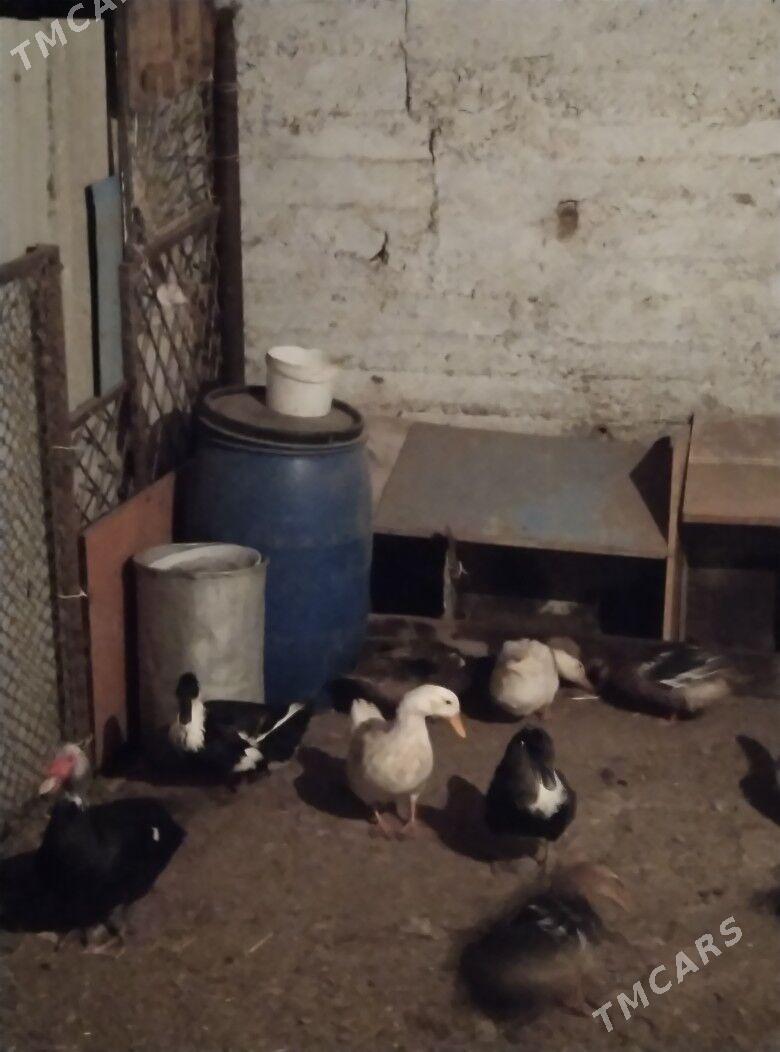 ordek - Балканабат - img 3