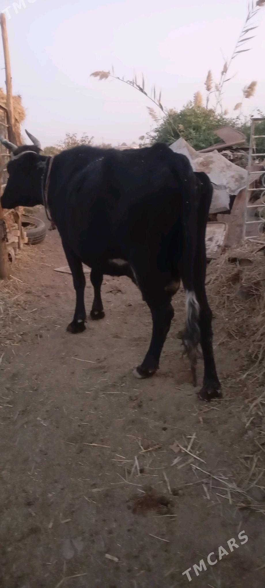 süýtli sygyr - Векильбазар - img 1