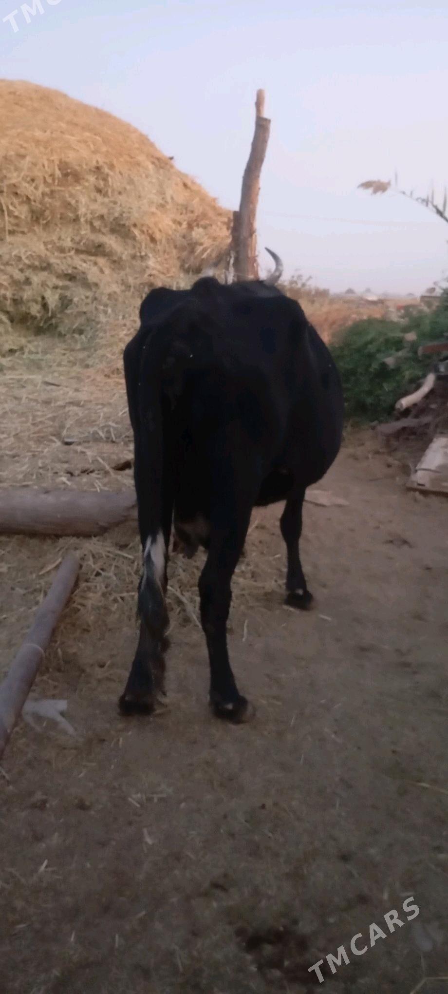 süýtli sygyr - Векильбазар - img 2