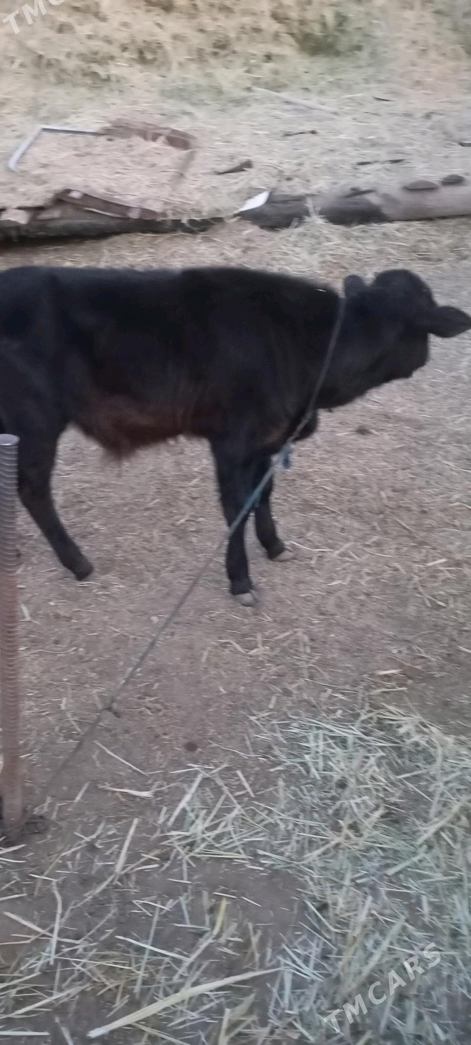 süýtli sygyr - Векильбазар - img 3