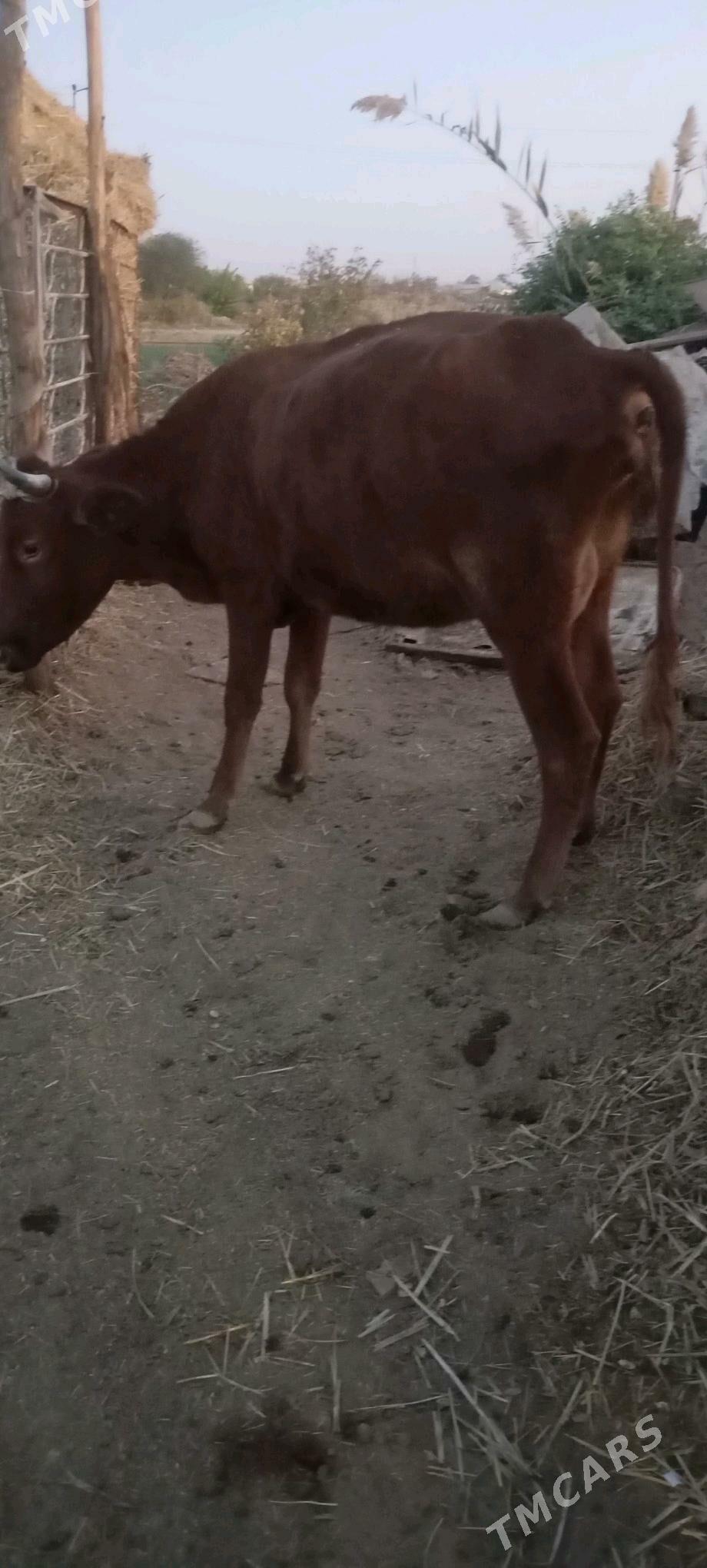 süýtli sygyr - Wekilbazar - img 1