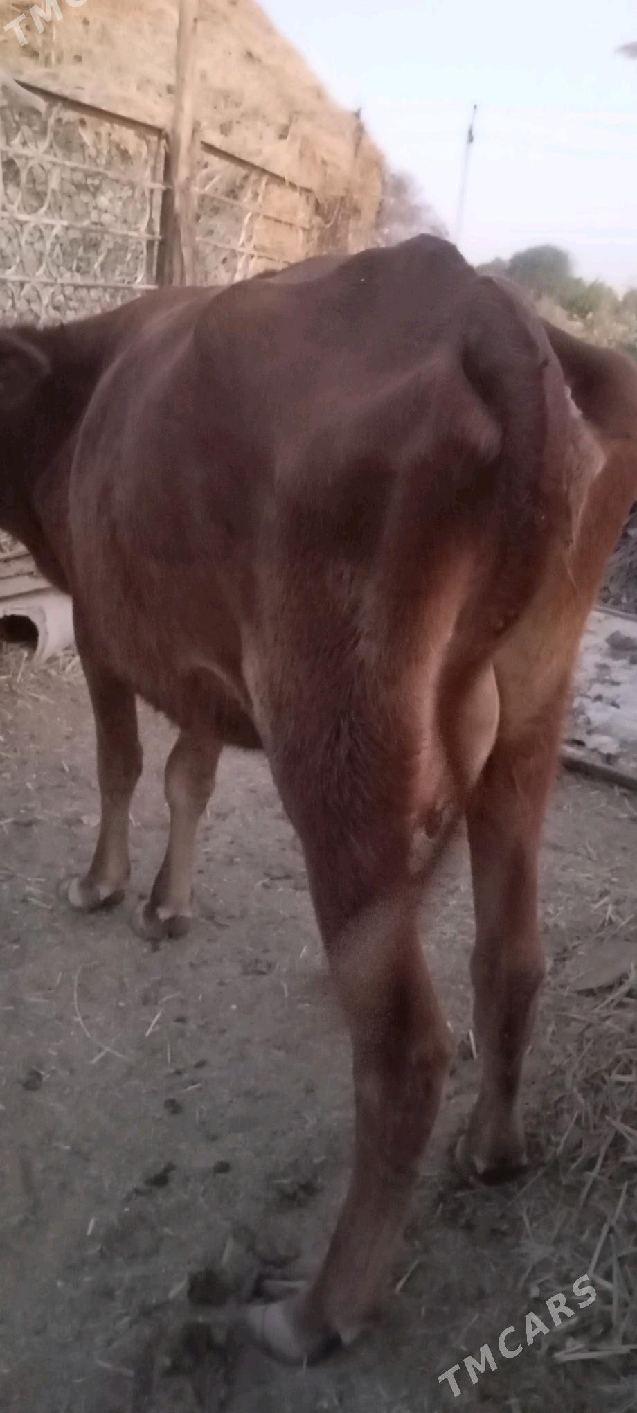 süýtli sygyr - Wekilbazar - img 2