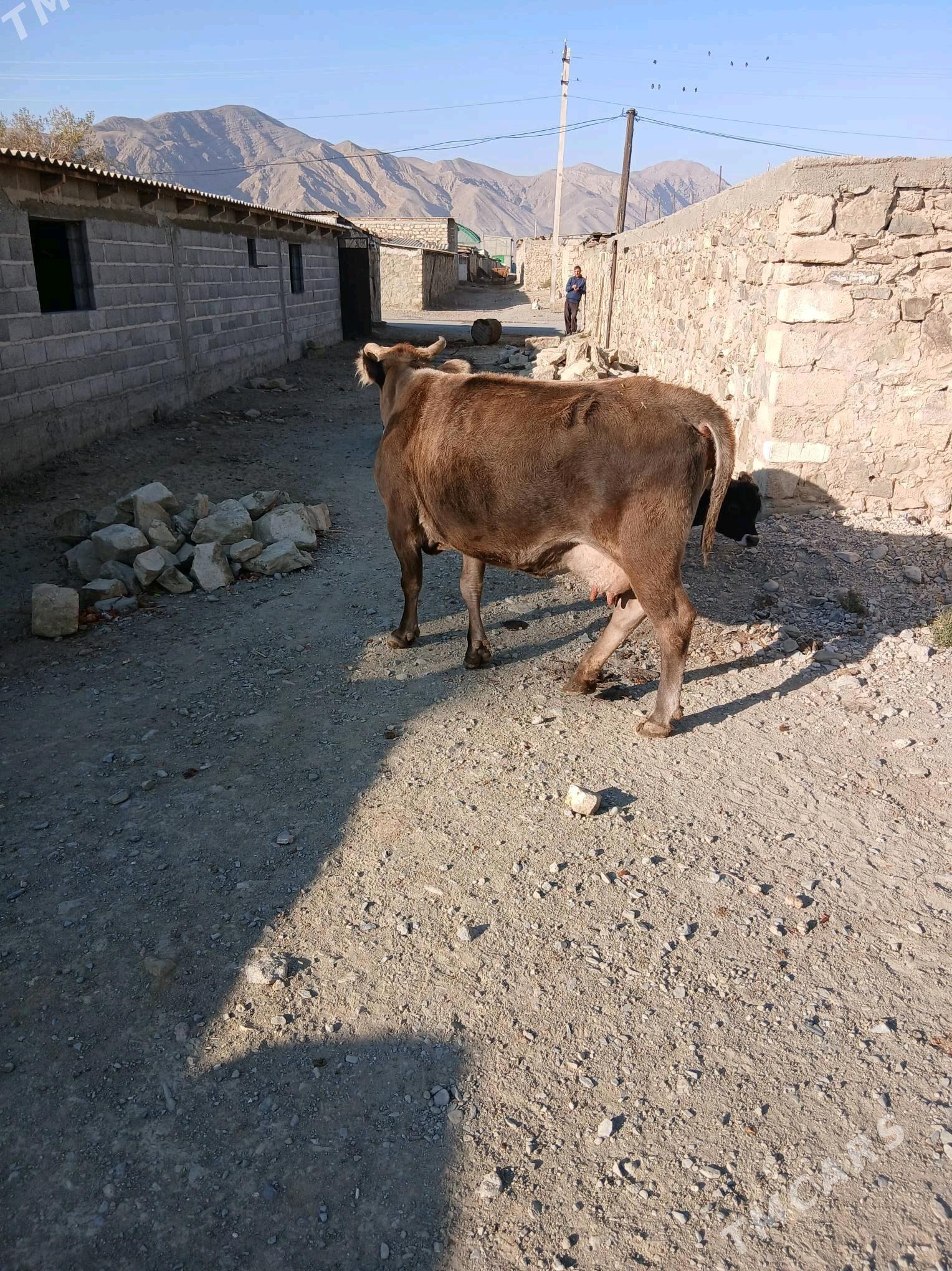 goleli sygyr - Гызыларбат - img 3