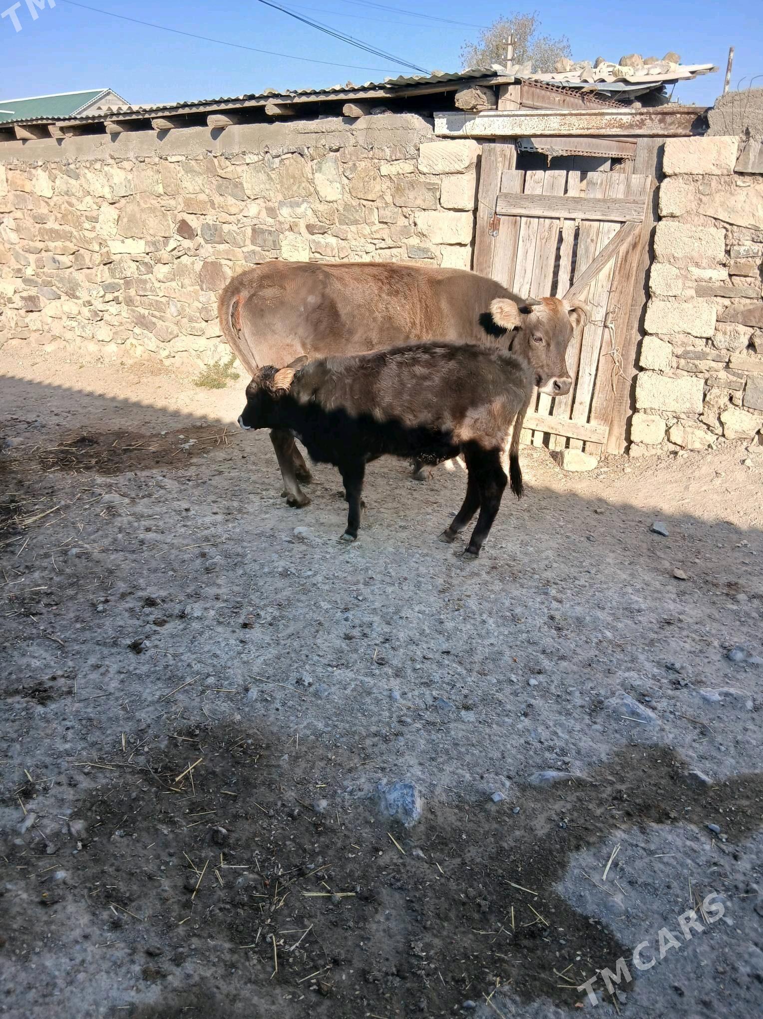 goleli sygyr - Гызыларбат - img 5