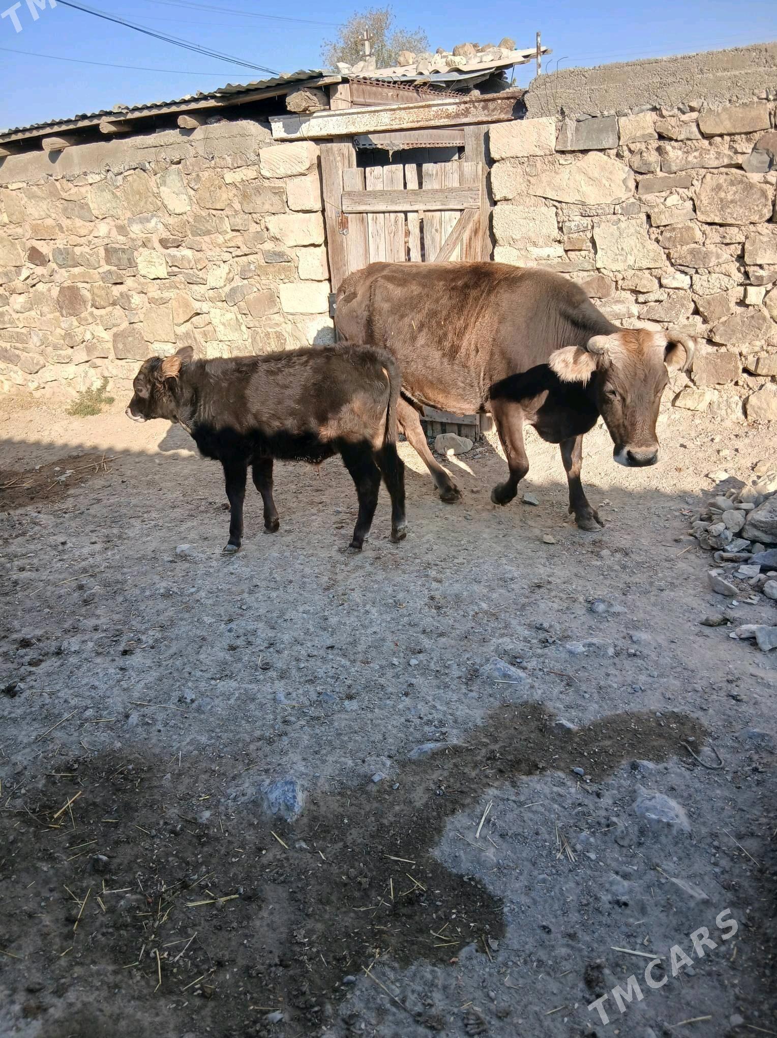 goleli sygyr - Гызыларбат - img 2