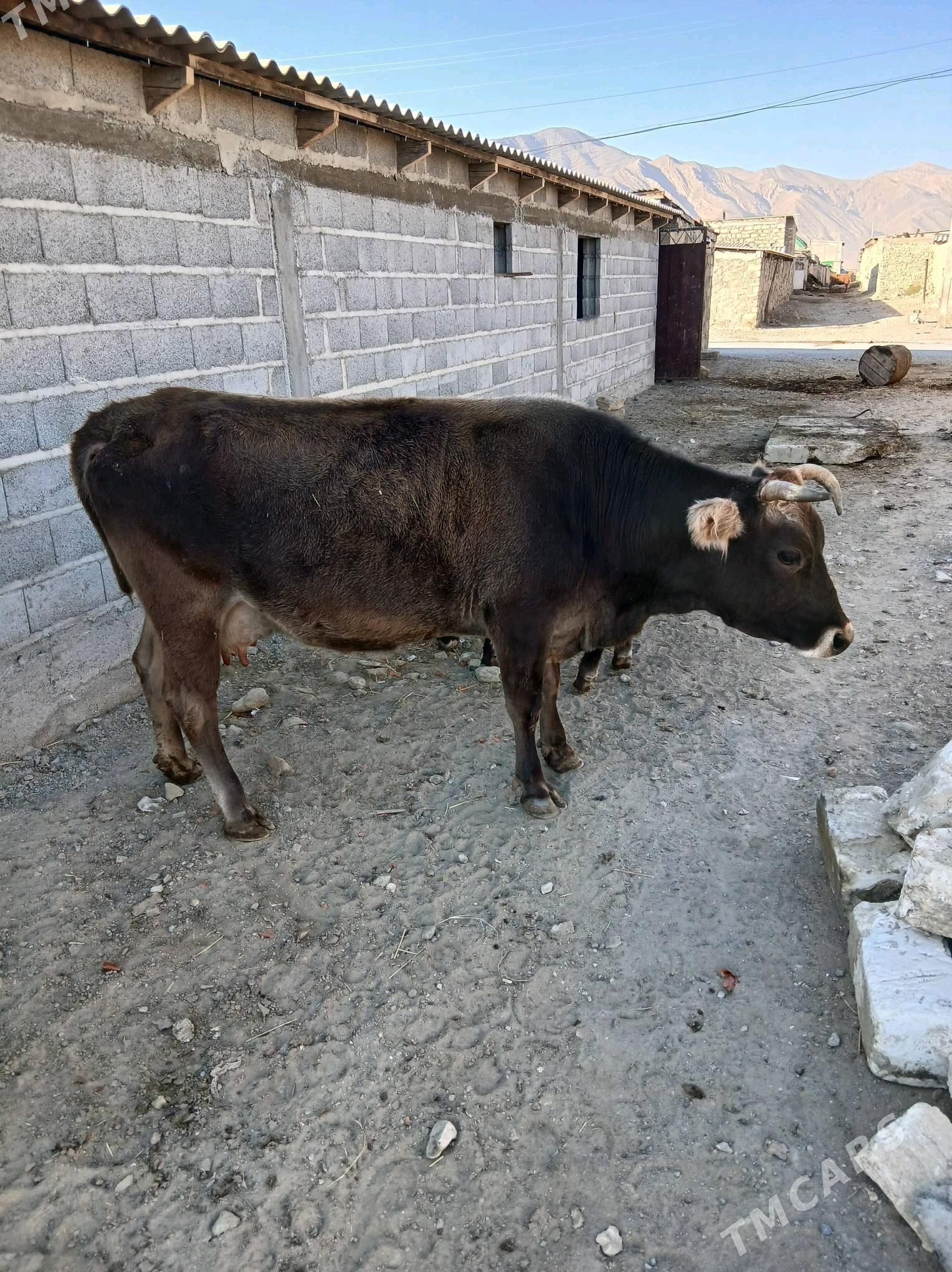 goleli sygyr - Гызыларбат - img 4