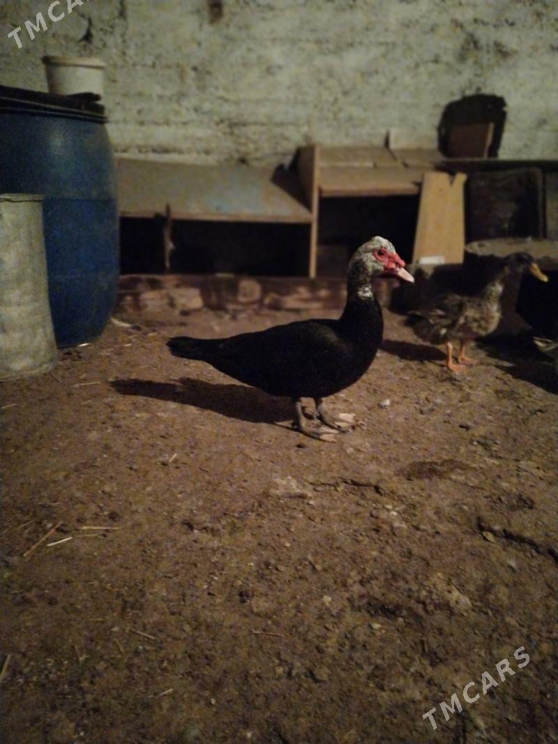 erkek ordek - Балканабат - img 2