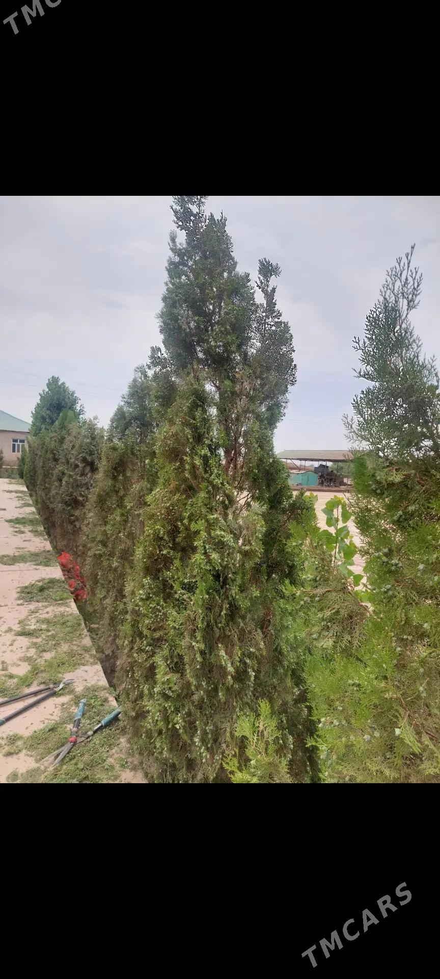 Bag  Yolka kesyan - Дашогуз - img 5