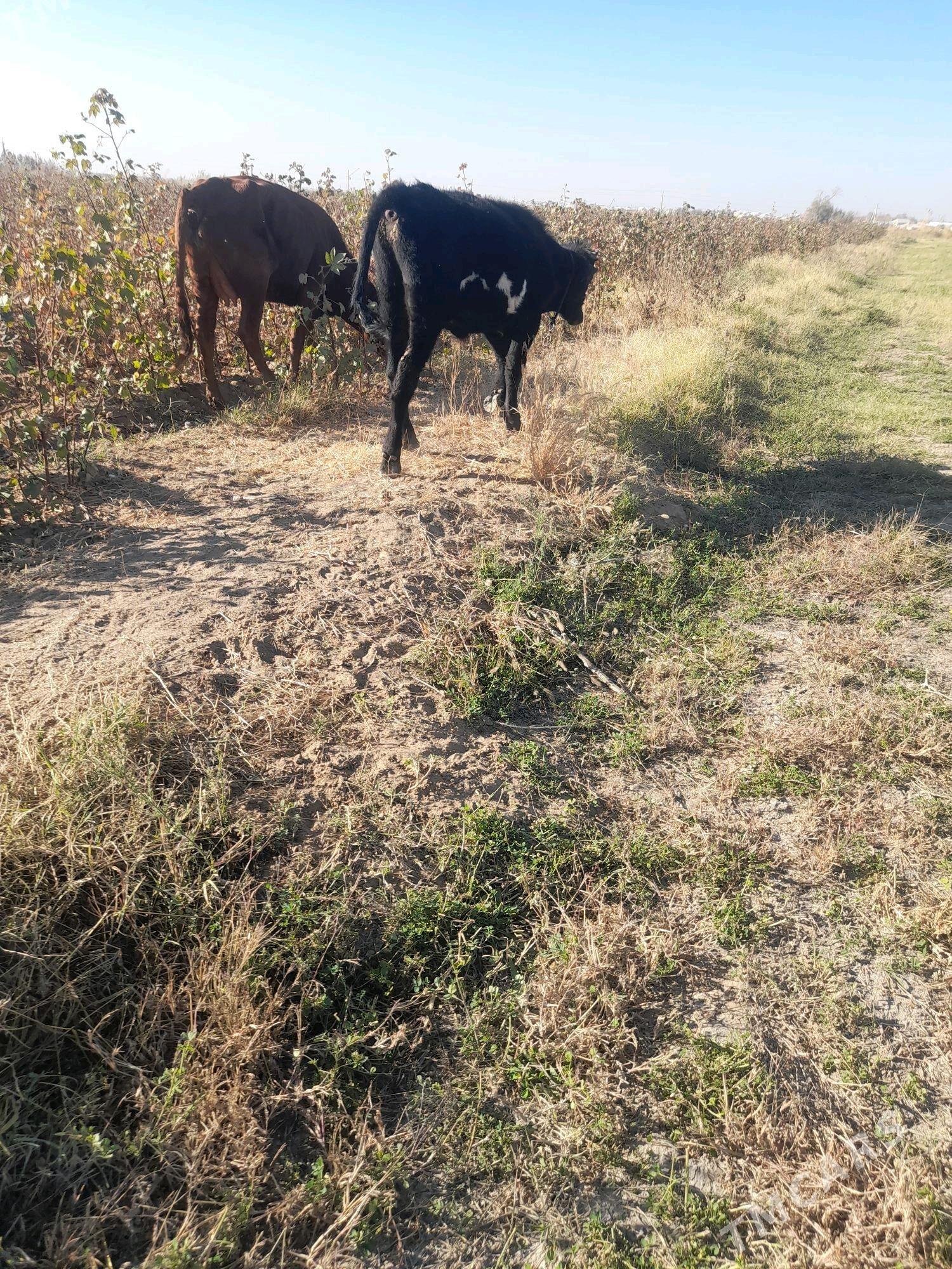 ökuzce termenator - Mary - img 2