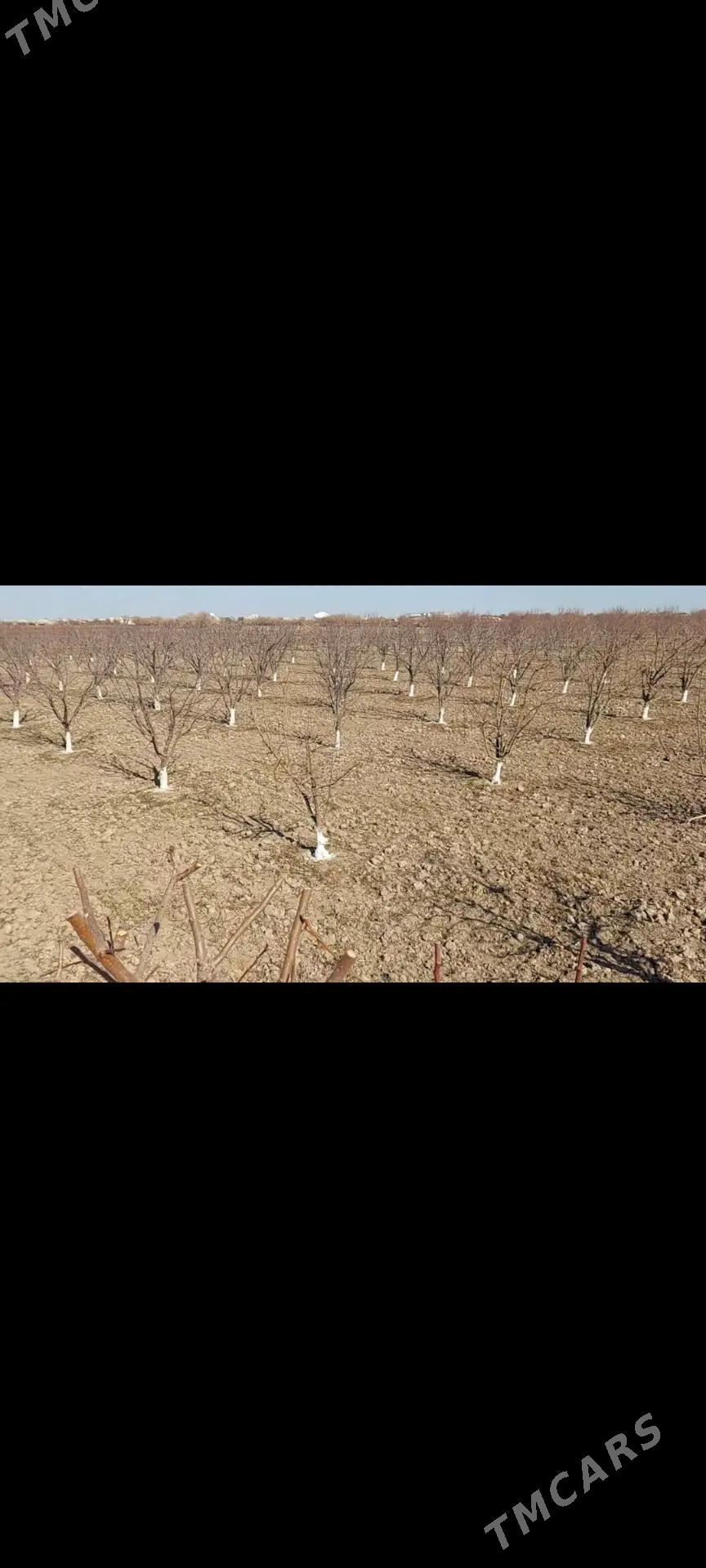 Bag  Yolka kesyan - Дашогуз - img 4