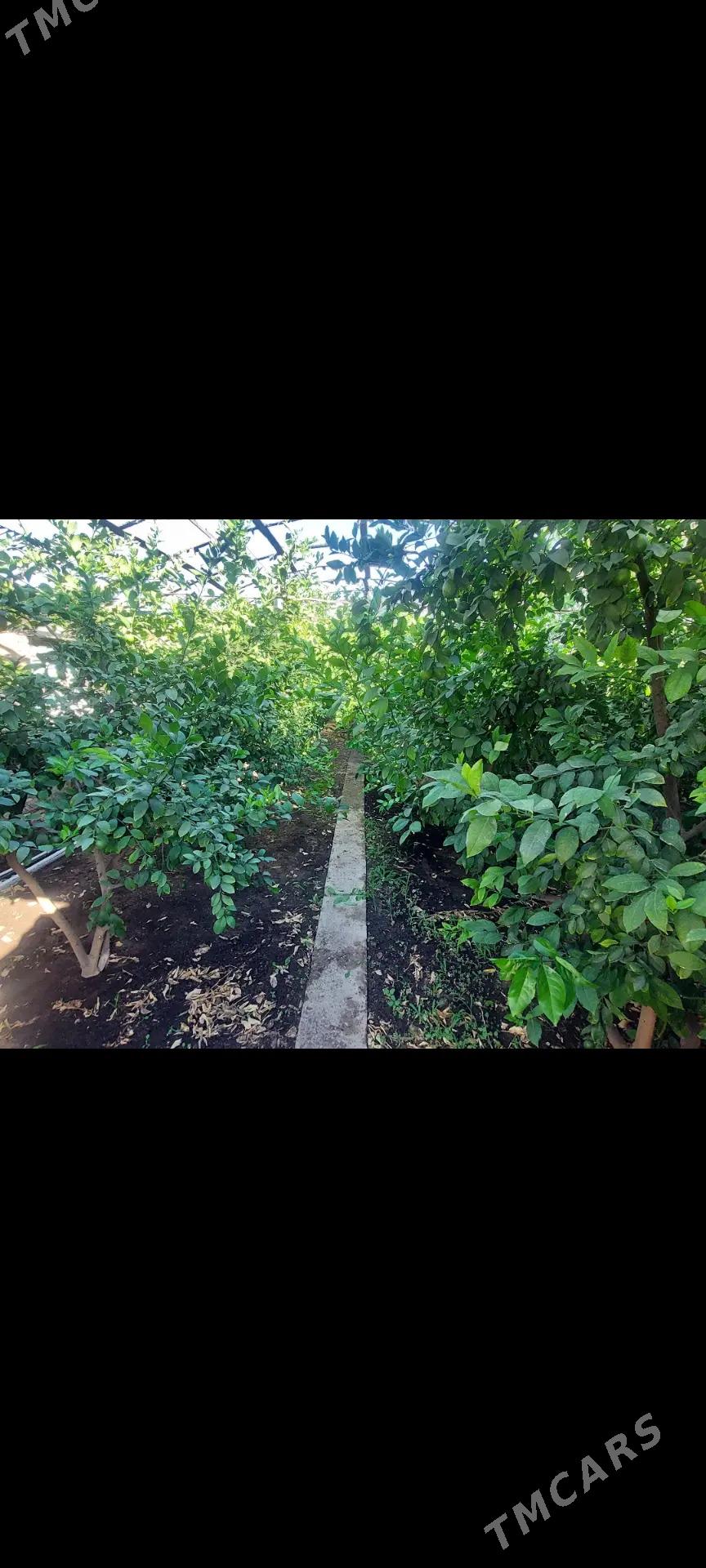 Bag  Yolka kesyan - Дашогуз - img 3