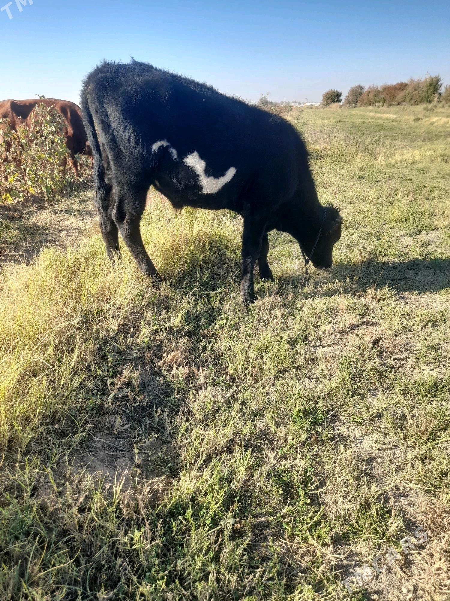 ökuzce termenator - Mary - img 3