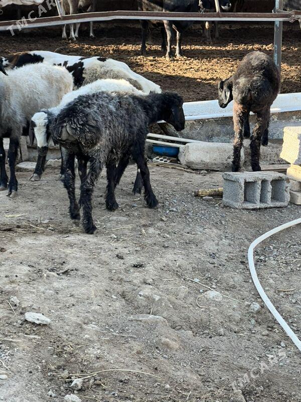 goyun  tokly - Ашхабад - img 3