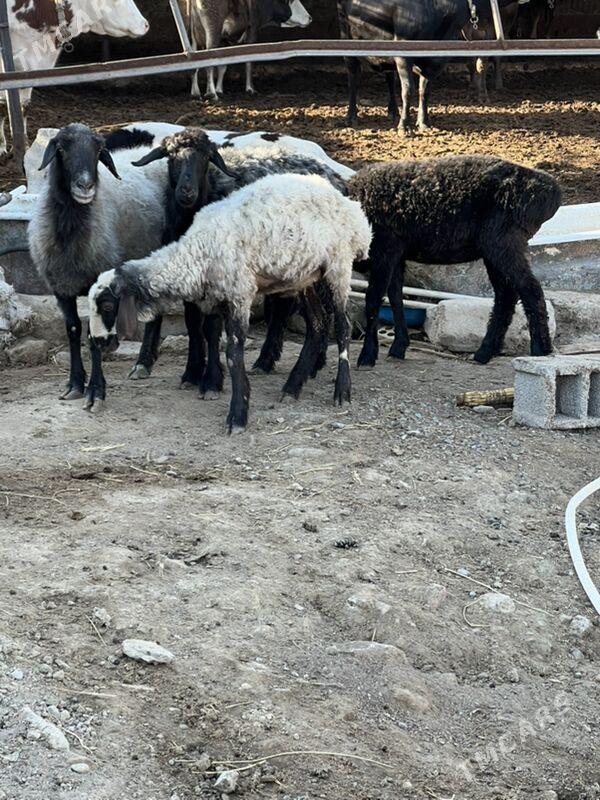 goyun  tokly - Ашхабад - img 2