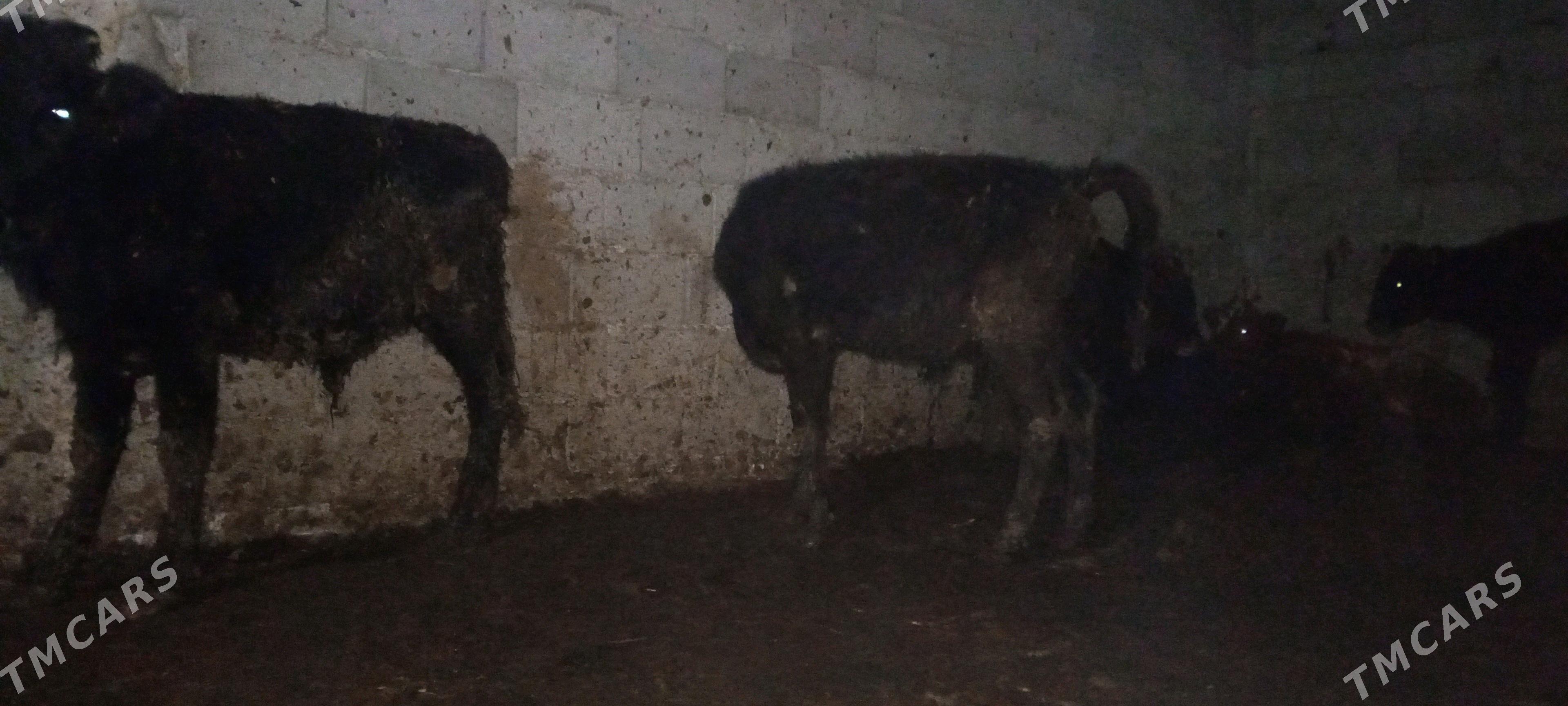 öküz - Gökdepe - img 6