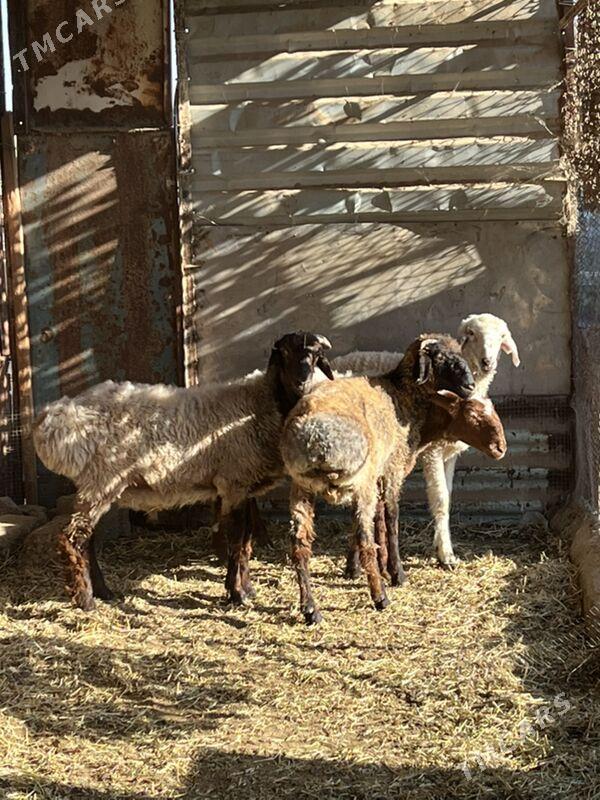 goyun tokly - Ашхабад - img 3