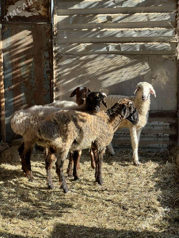 goyun tokly - Ашхабад - img 2