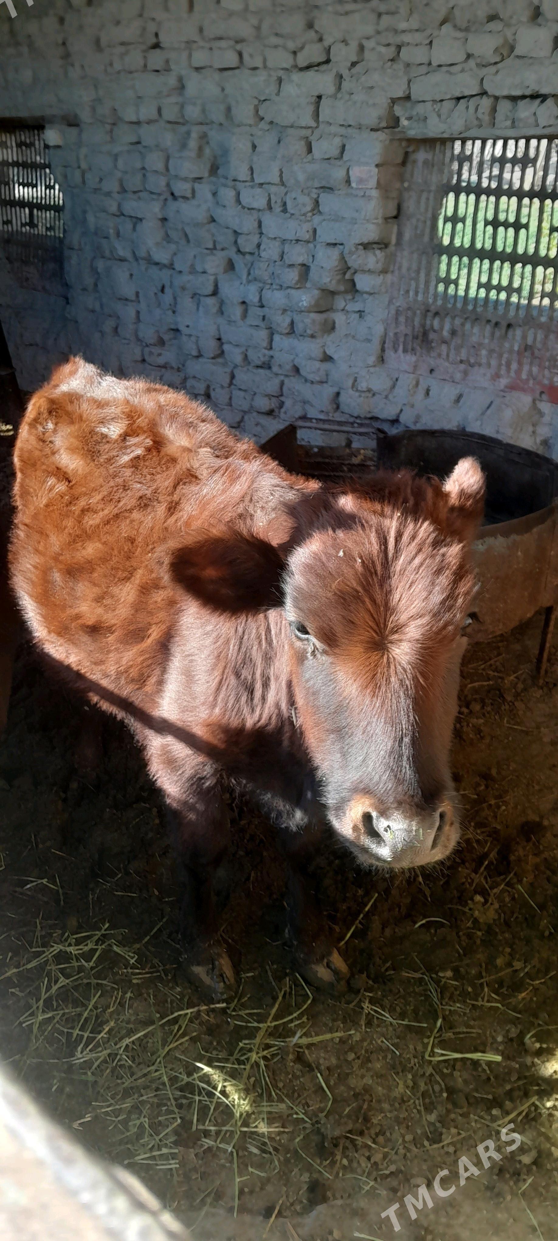 gulajyn - Сакарчага - img 3