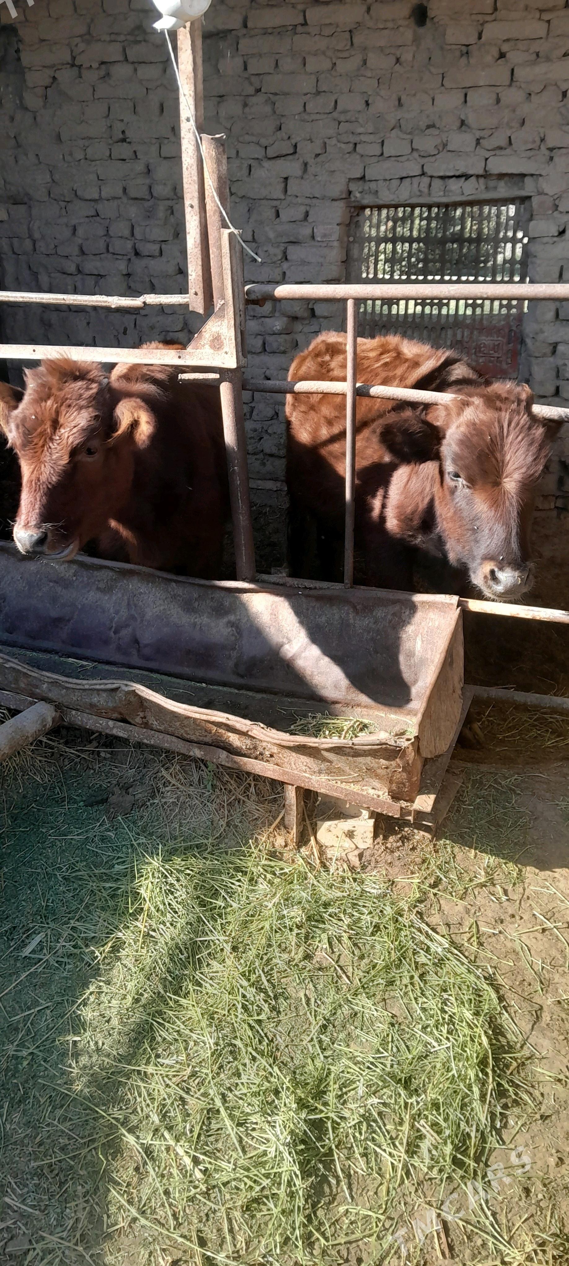 gulajyn - Сакарчага - img 7