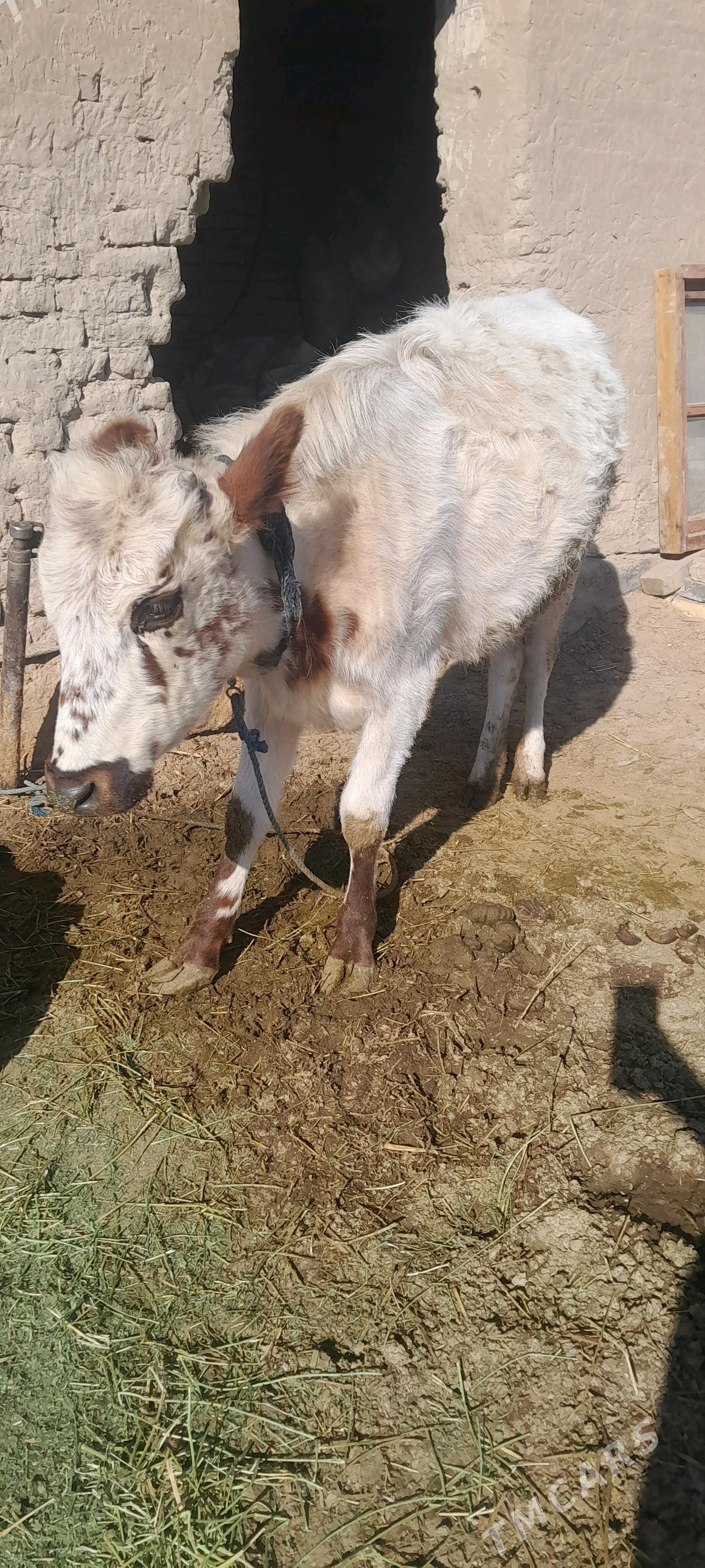 gulajyn - Сакарчага - img 1