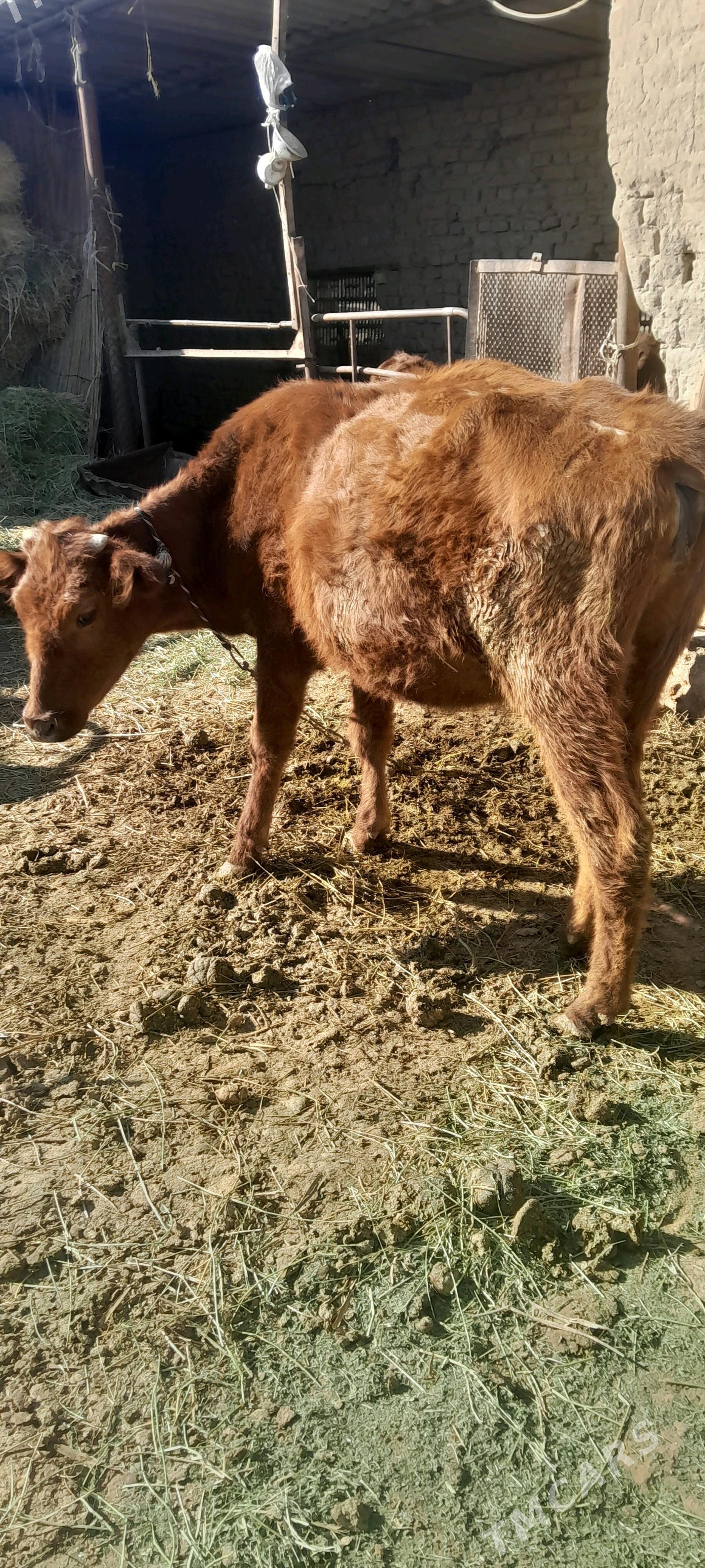 gulajyn - Сакарчага - img 2