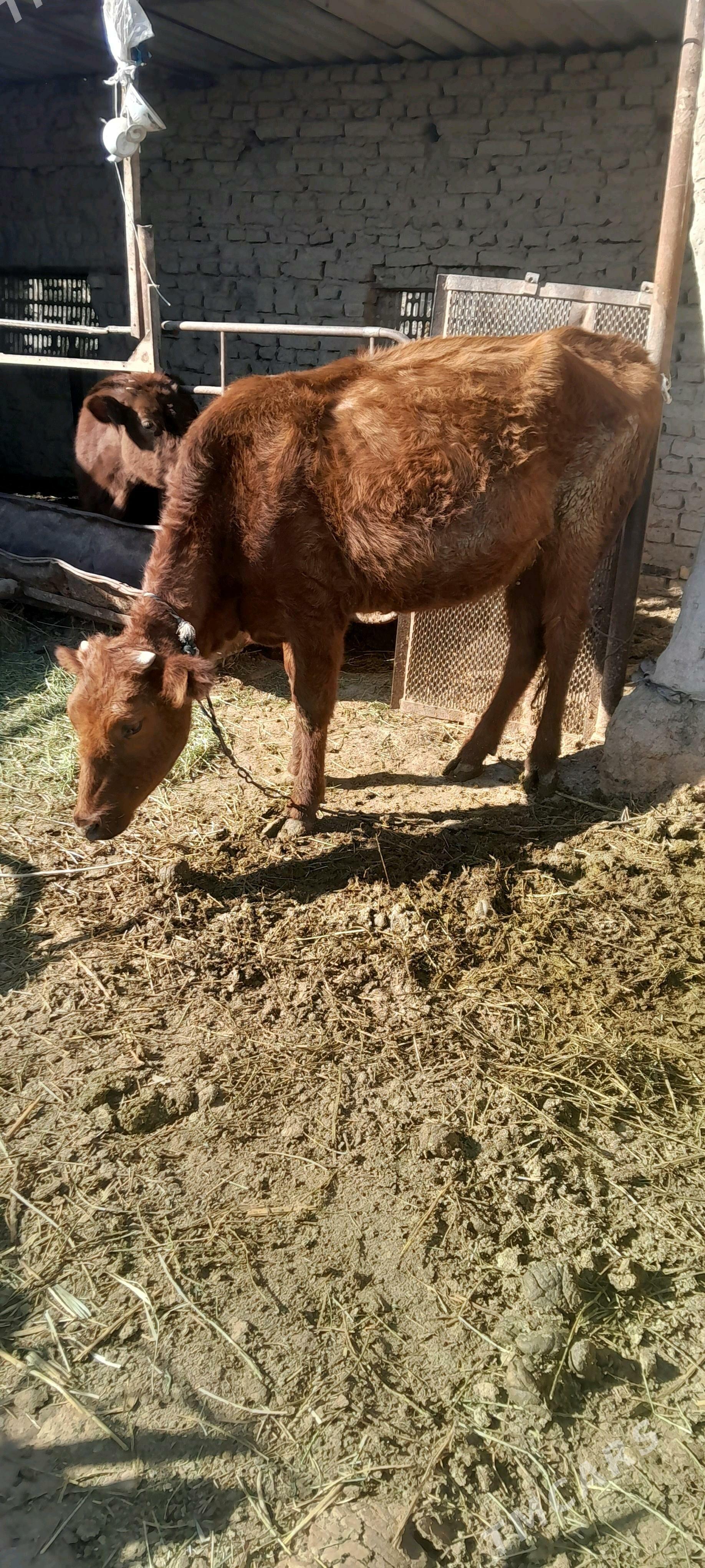 gulajyn - Сакарчага - img 6