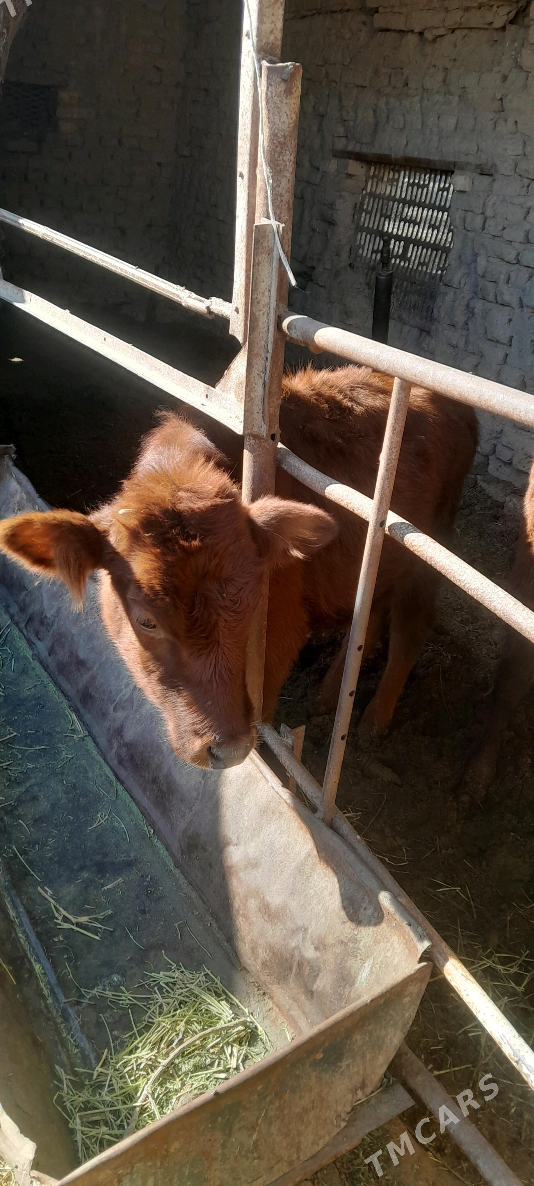 gulajyn - Сакарчага - img 4