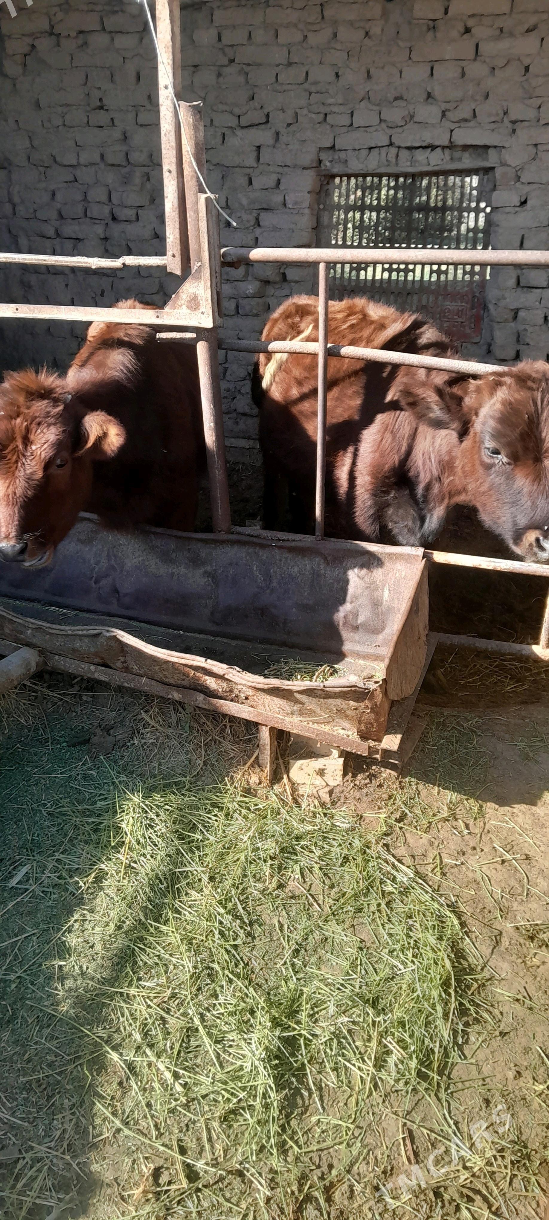 gulajyn - Сакарчага - img 5