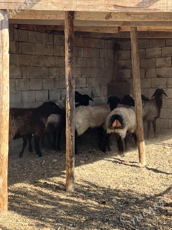 goyun issek - Aşgabat - img 4