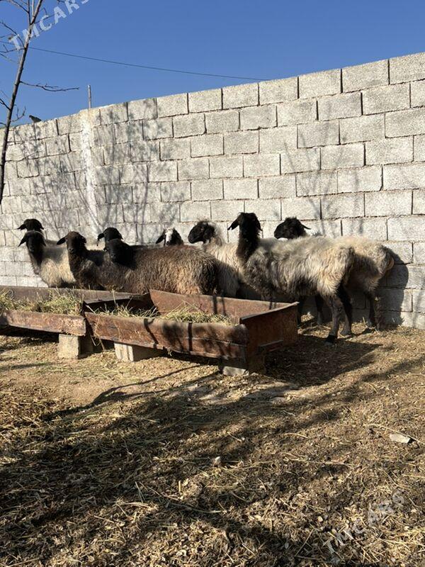 goyun issek - Aşgabat - img 2