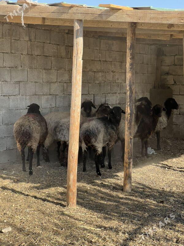 goyun issek - Aşgabat - img 3