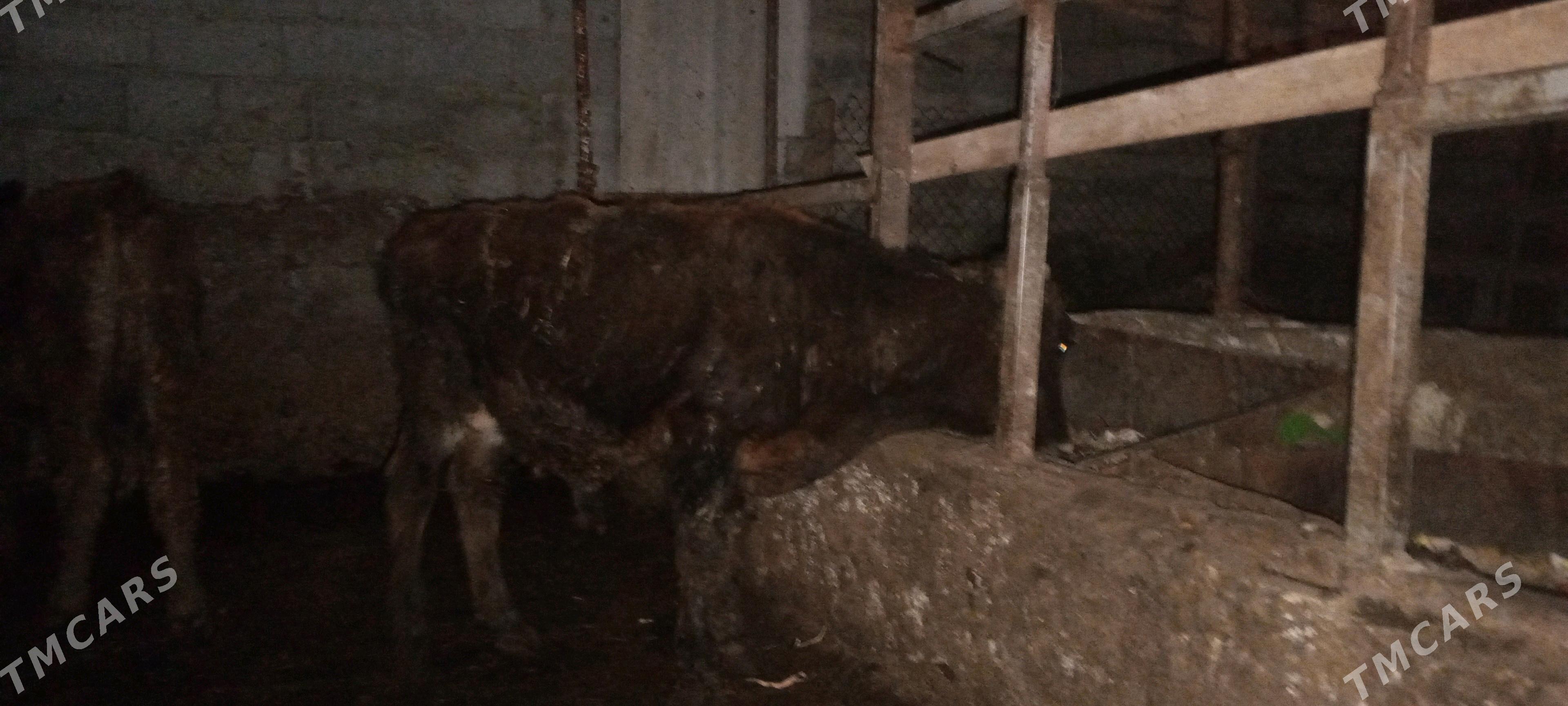 öküz - Gökdepe - img 4