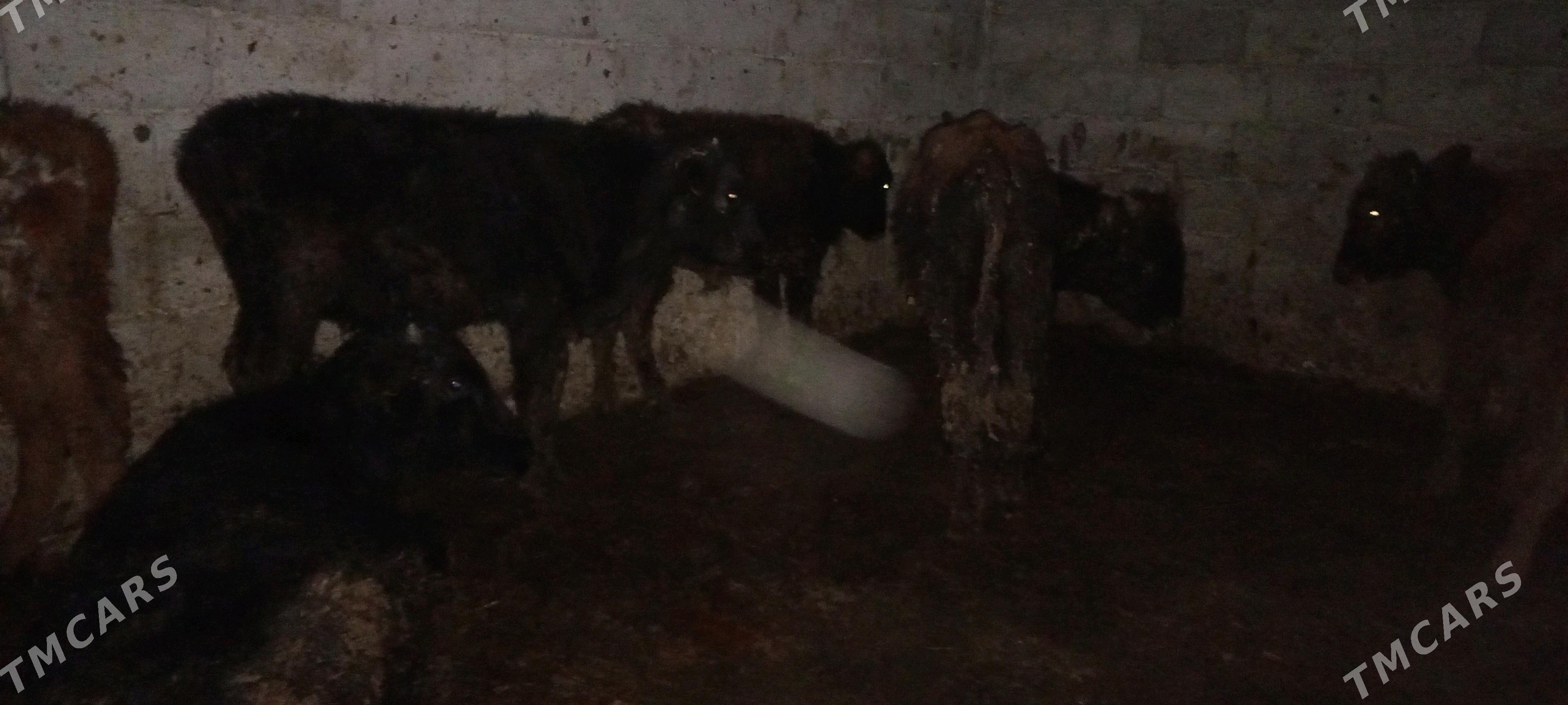 öküz - Gökdepe - img 2