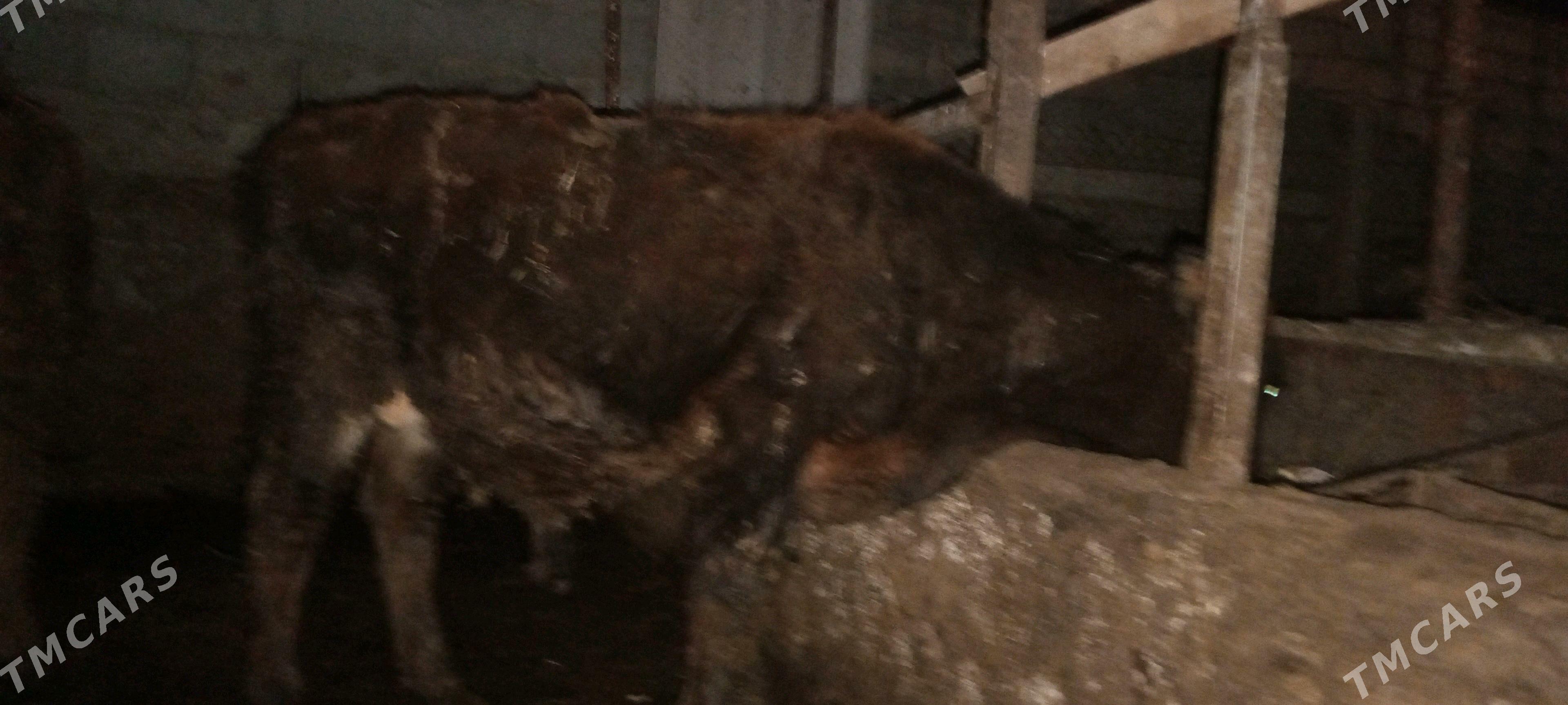 öküz - Gökdepe - img 3