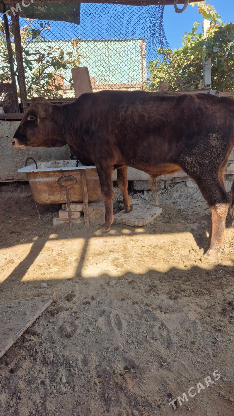 öküz - Чоганлы - img 3