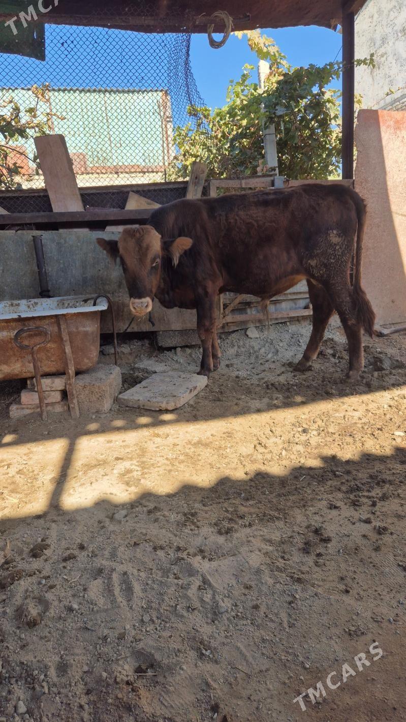 öküz - Чоганлы - img 2