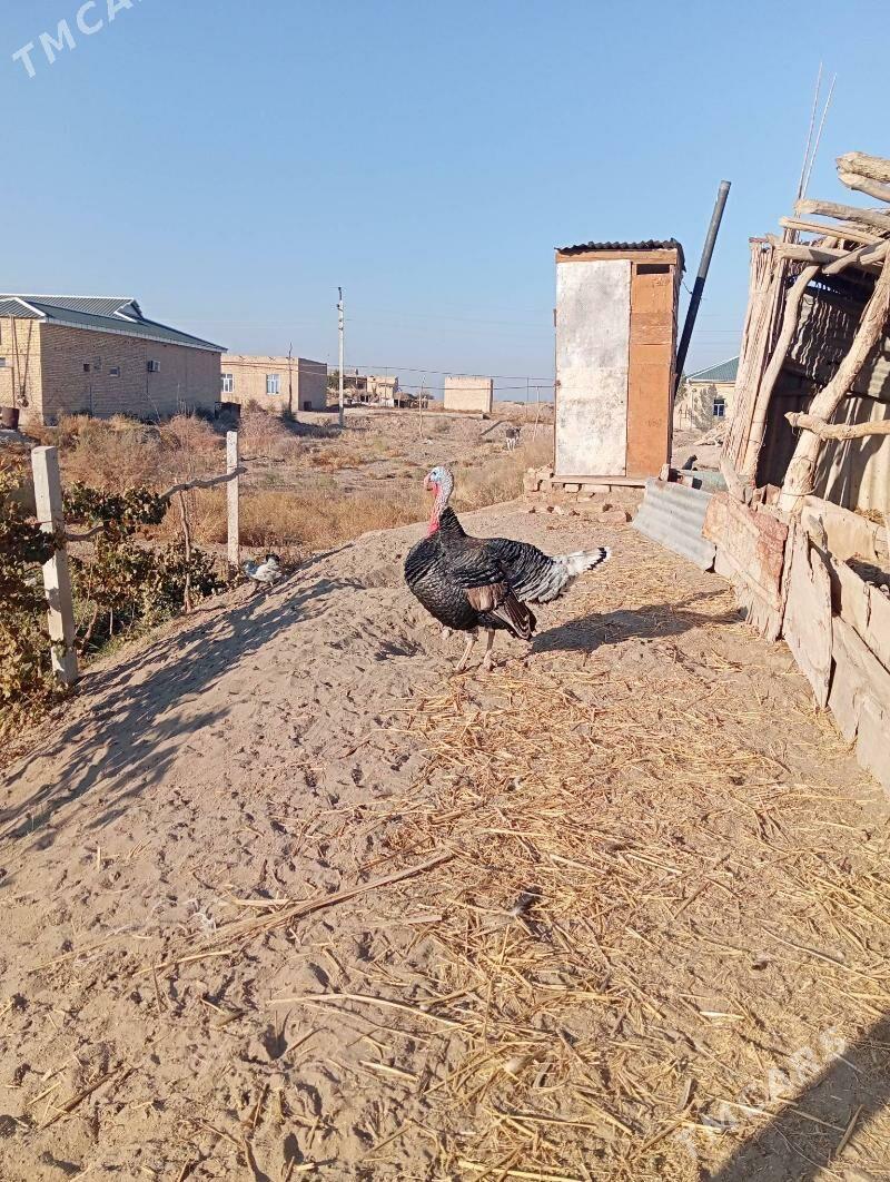 erkek induk - Фарап - img 2