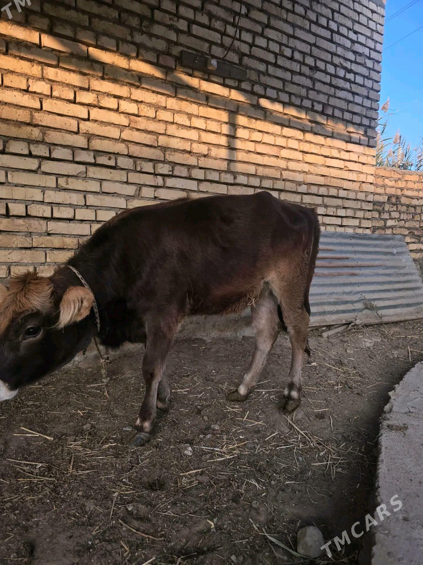 Tuwe - Gökdepe - img 3