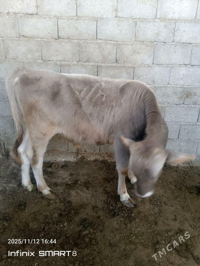 Öküz - Гёкдепе - img 3