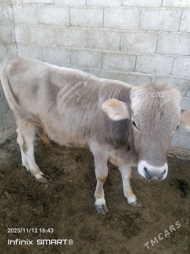 Öküz - Гёкдепе - img 2