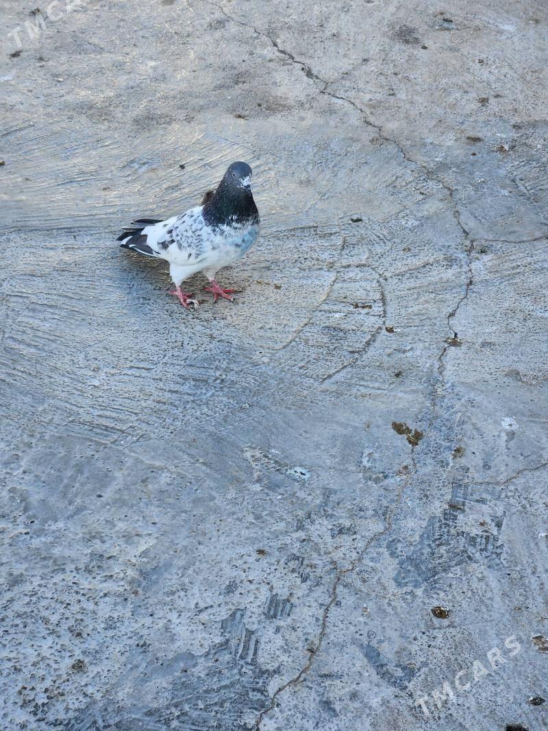 kepderi - Çoganly - img 2