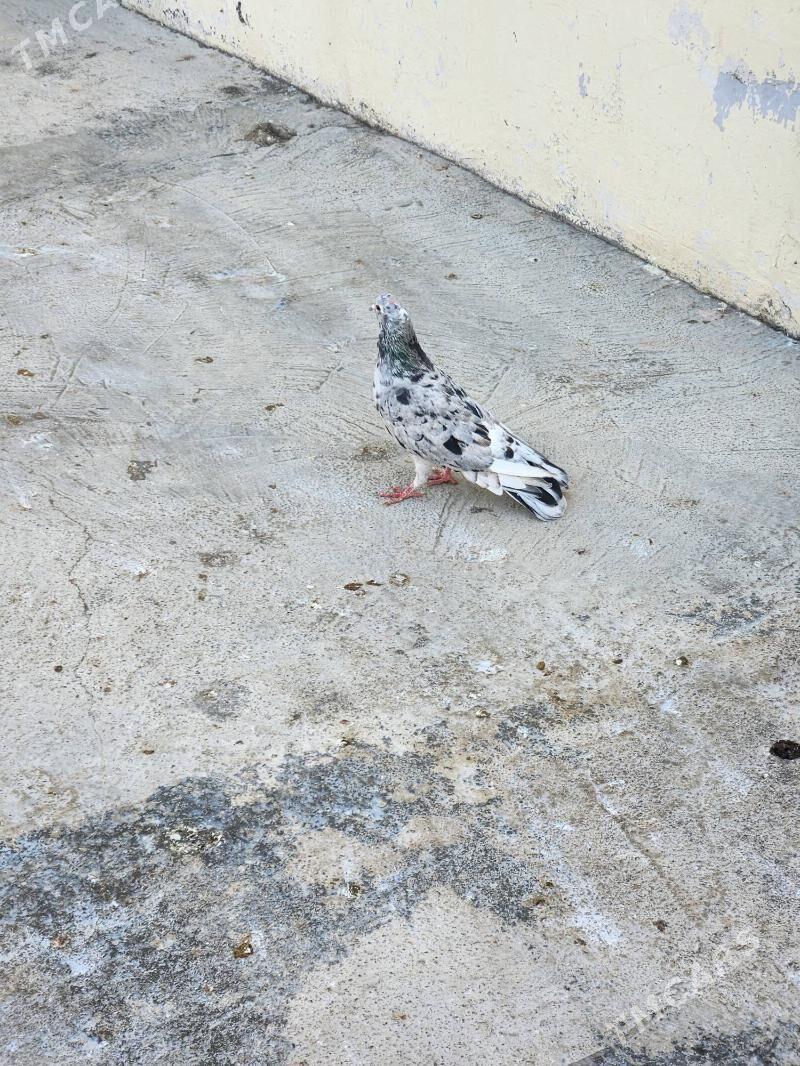 kepderi - Çoganly - img 6