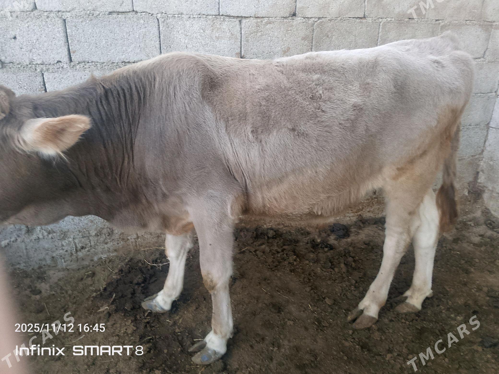 Öküz - Гёкдепе - img 4