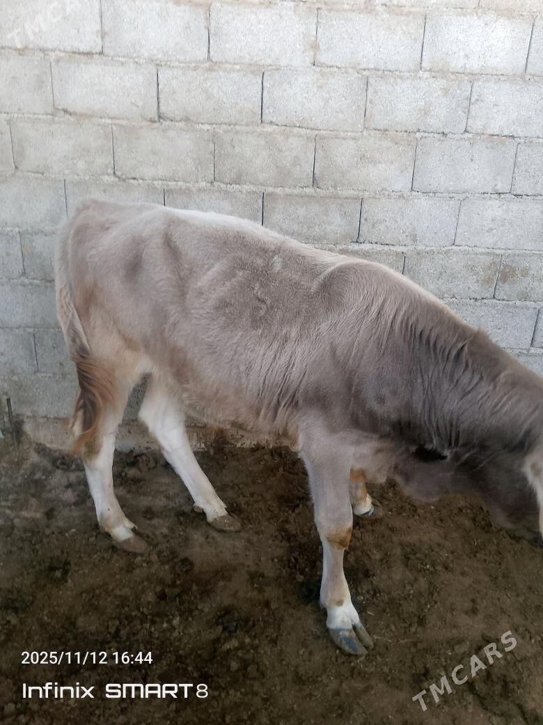 Öküz - Гёкдепе - img 5