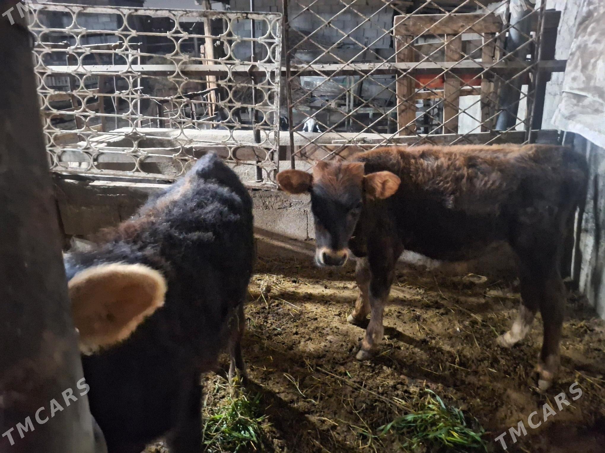 Okuz - Ялкым - img 2