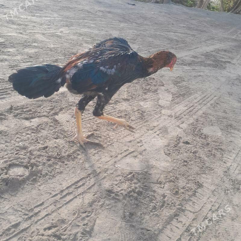 dekan - Boldumsaz - img 3