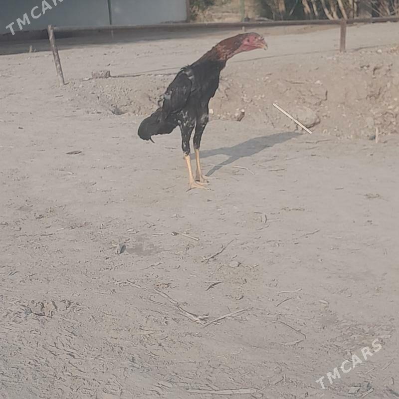 dekan - Boldumsaz - img 2