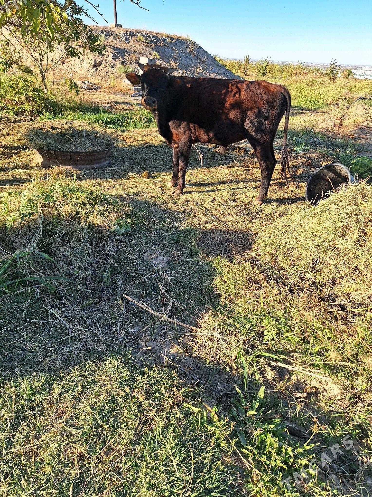 okuz - Ak bugdaý etraby - img 2